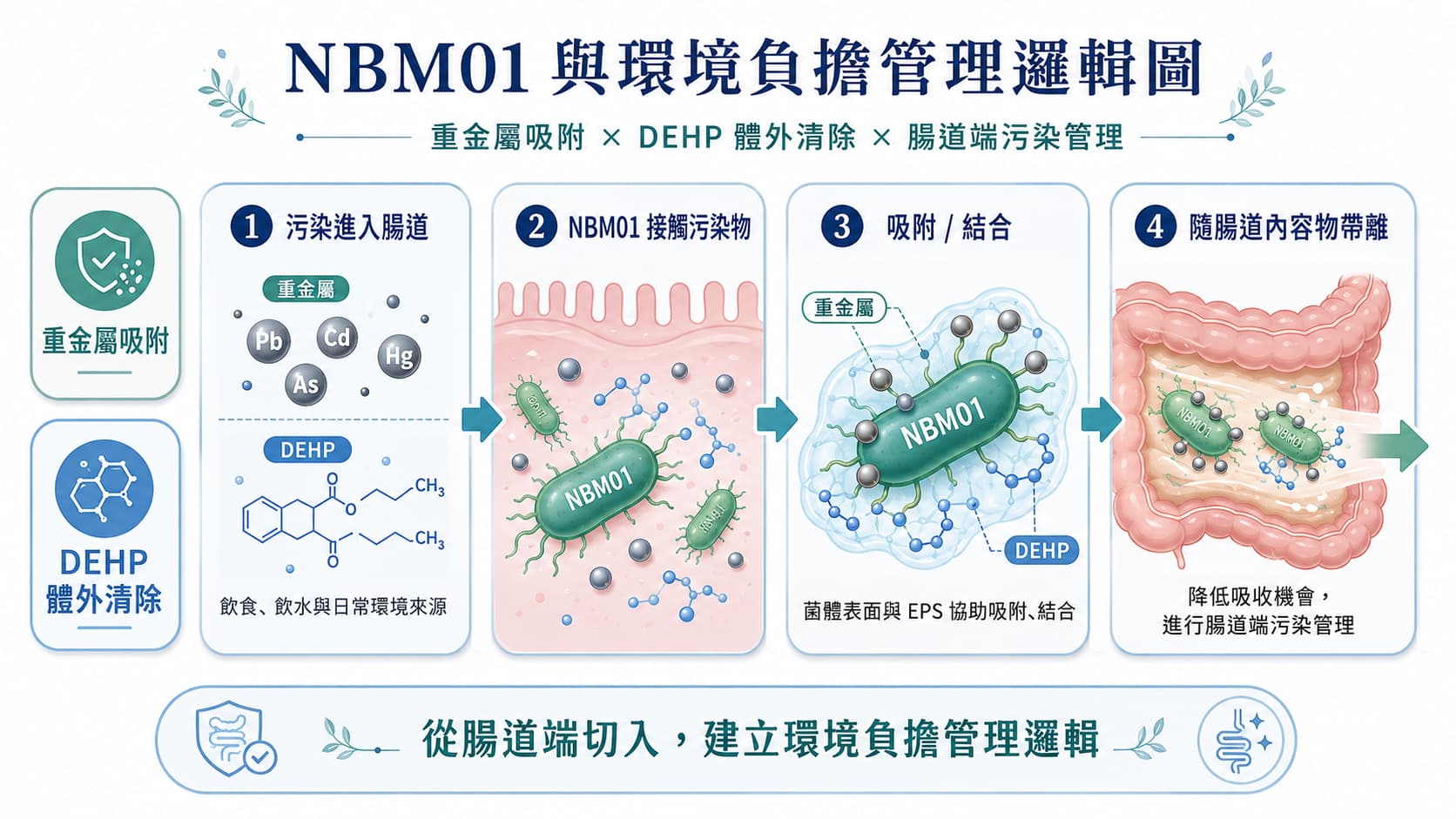 NBM01 與環境負擔管理邏輯圖，呈現重金屬吸附、DEHP 體外清除與腸道端污染負擔管理