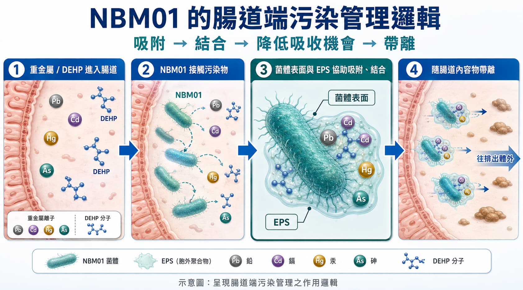 NBM01 特殊機能菌株證據鏈，包含公開專利、期刊研究、第三方體外檢驗與人體研究進行中