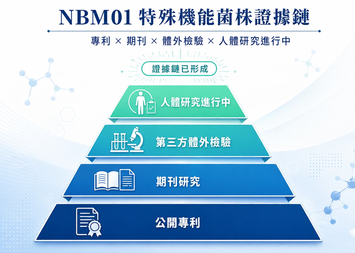 NBM01 在腸道中接觸重金屬與 DEHP，透過菌體表面與 EPS 協助吸附結合並隨腸道內容物帶離