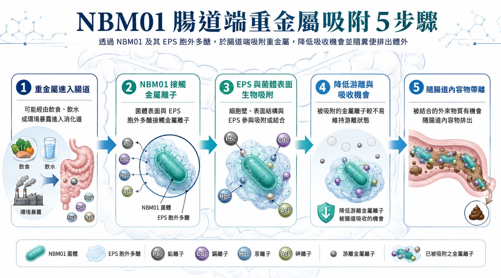 NBM01 腸道端重金屬吸附五步驟機制圖，呈現重金屬進入腸道、接觸 NBM01、EPS 生物吸附、降低游離與隨腸道內容物帶離