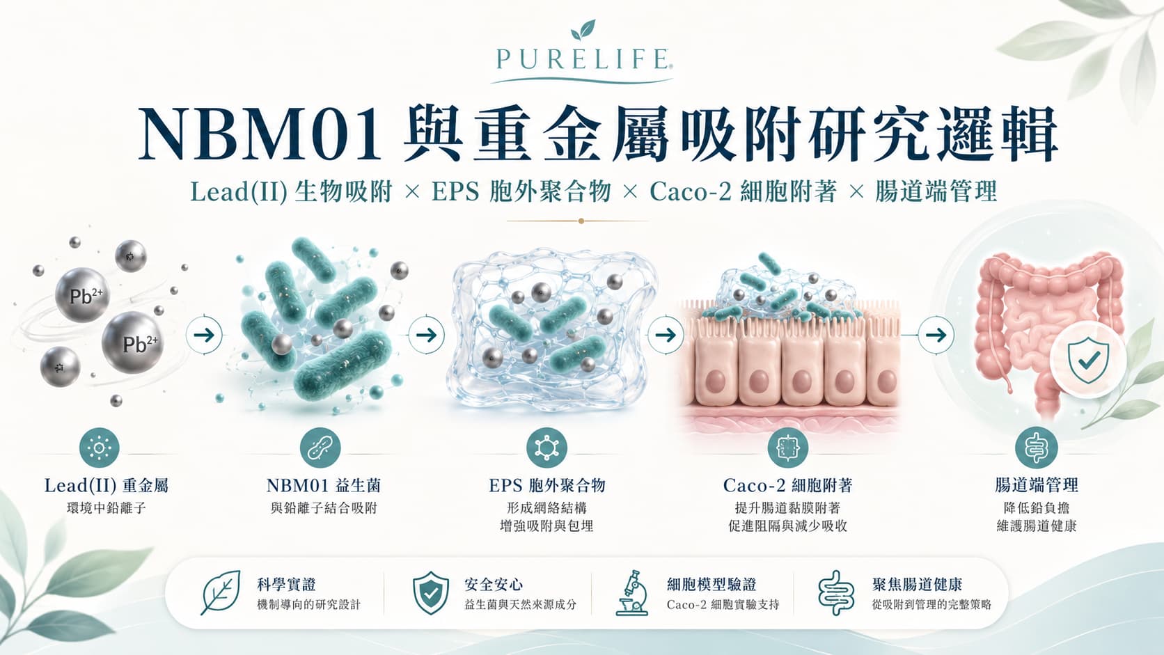 NBM01 與重金屬吸附研究邏輯圖，呈現 Lead II 生物吸附、EPS 胞外聚合物、Caco-2 細胞附著與腸道端管理