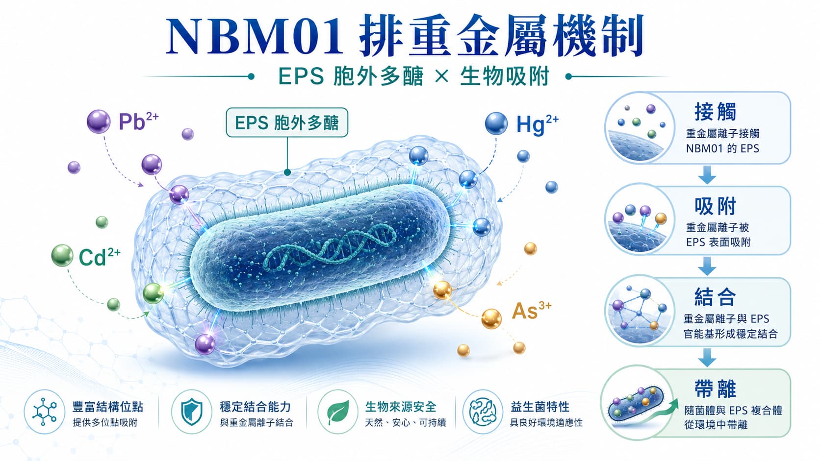 NBM01 為什麼能排重金屬?EPS 胞外多醣與生物吸附機制解析