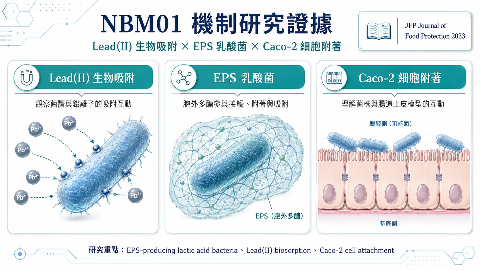 NBM01 機制研究證據圖，呈現 Lead II 生物吸附、EPS 乳酸菌與 Caco-2 細胞附著