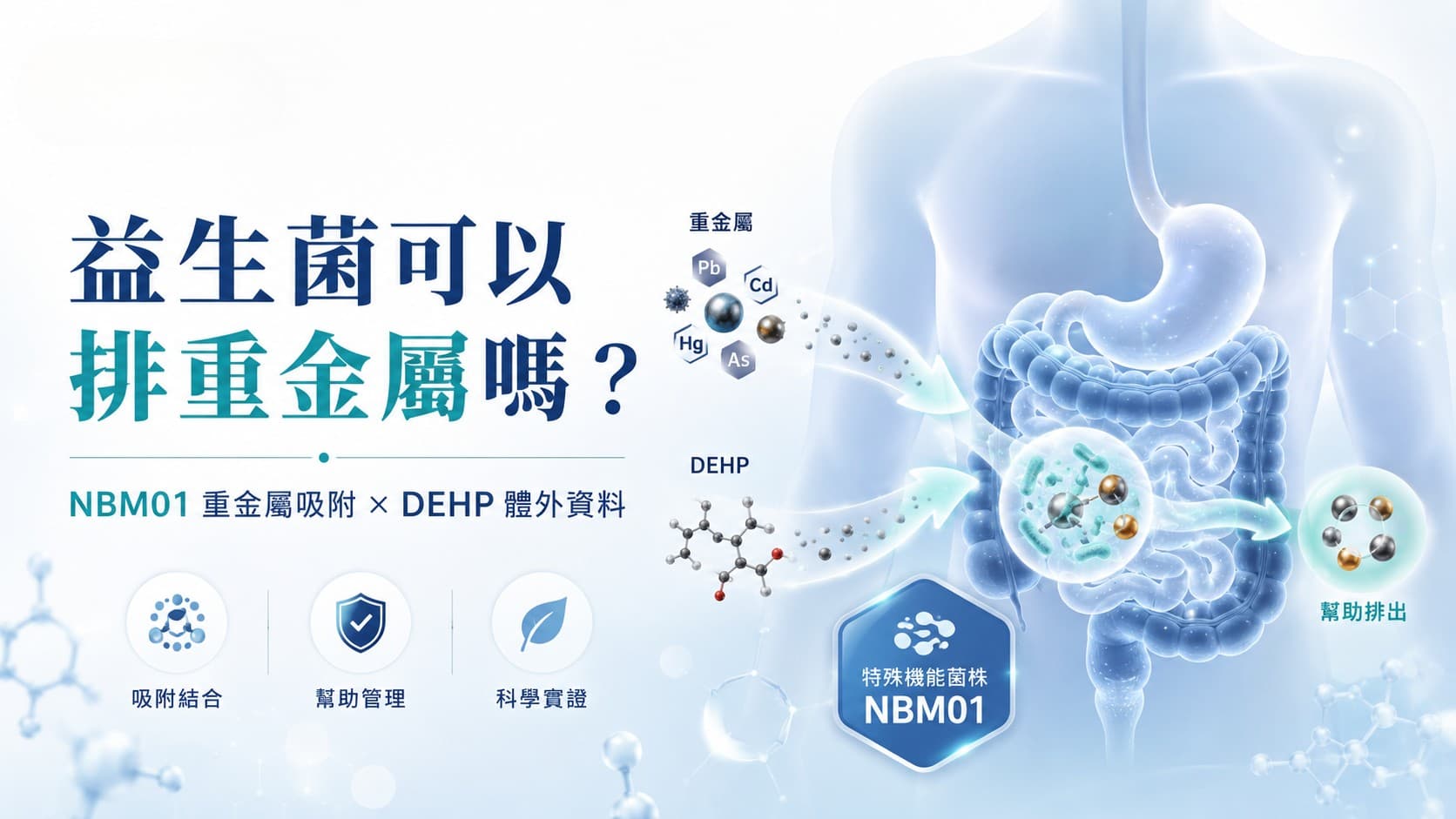 益生菌可以排重金屬嗎？NBM01 重金屬吸附、DEHP 排塑與研究證據整理