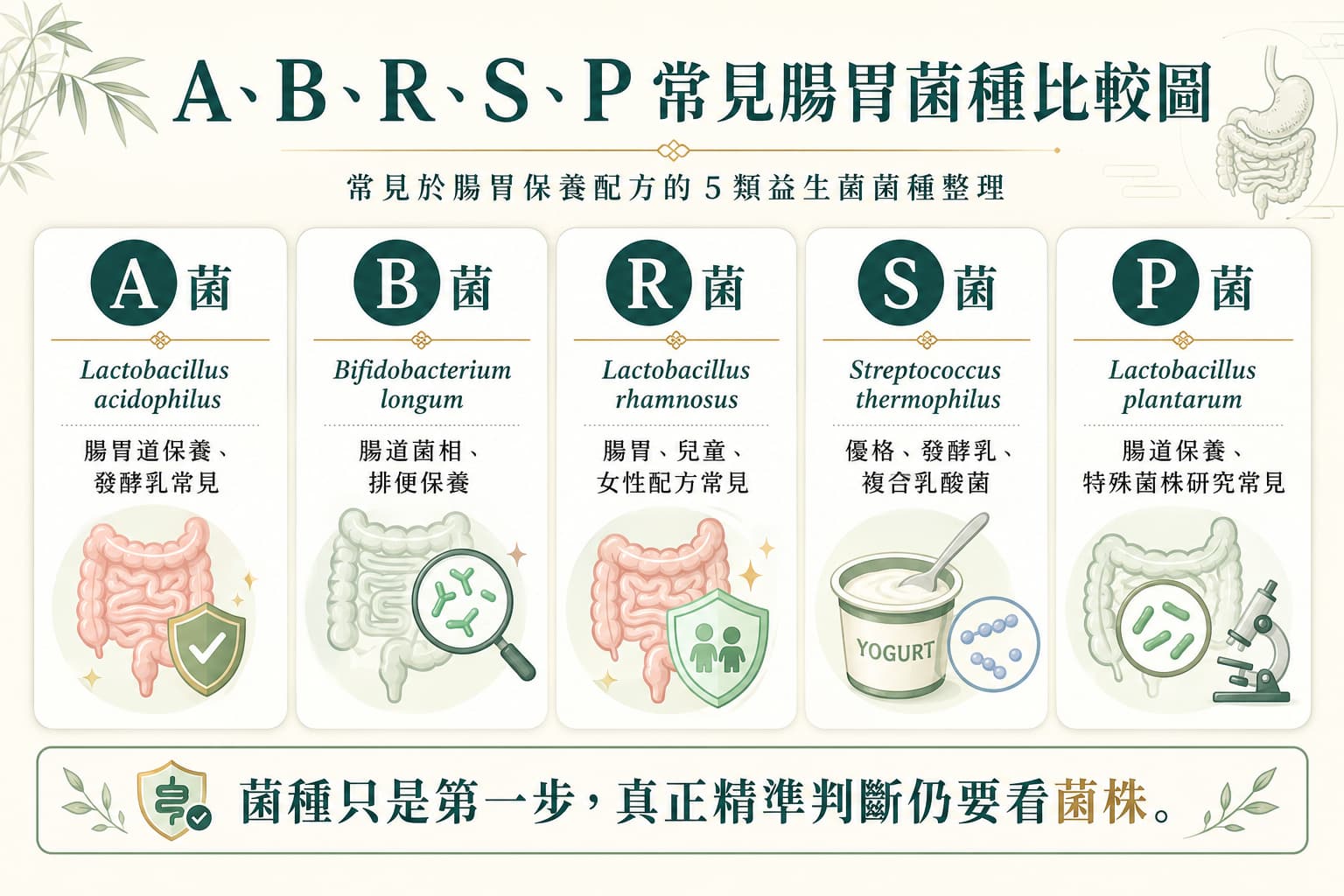 A菌、B菌、R菌、S菌、P菌等常見腸胃益生菌菌種比較