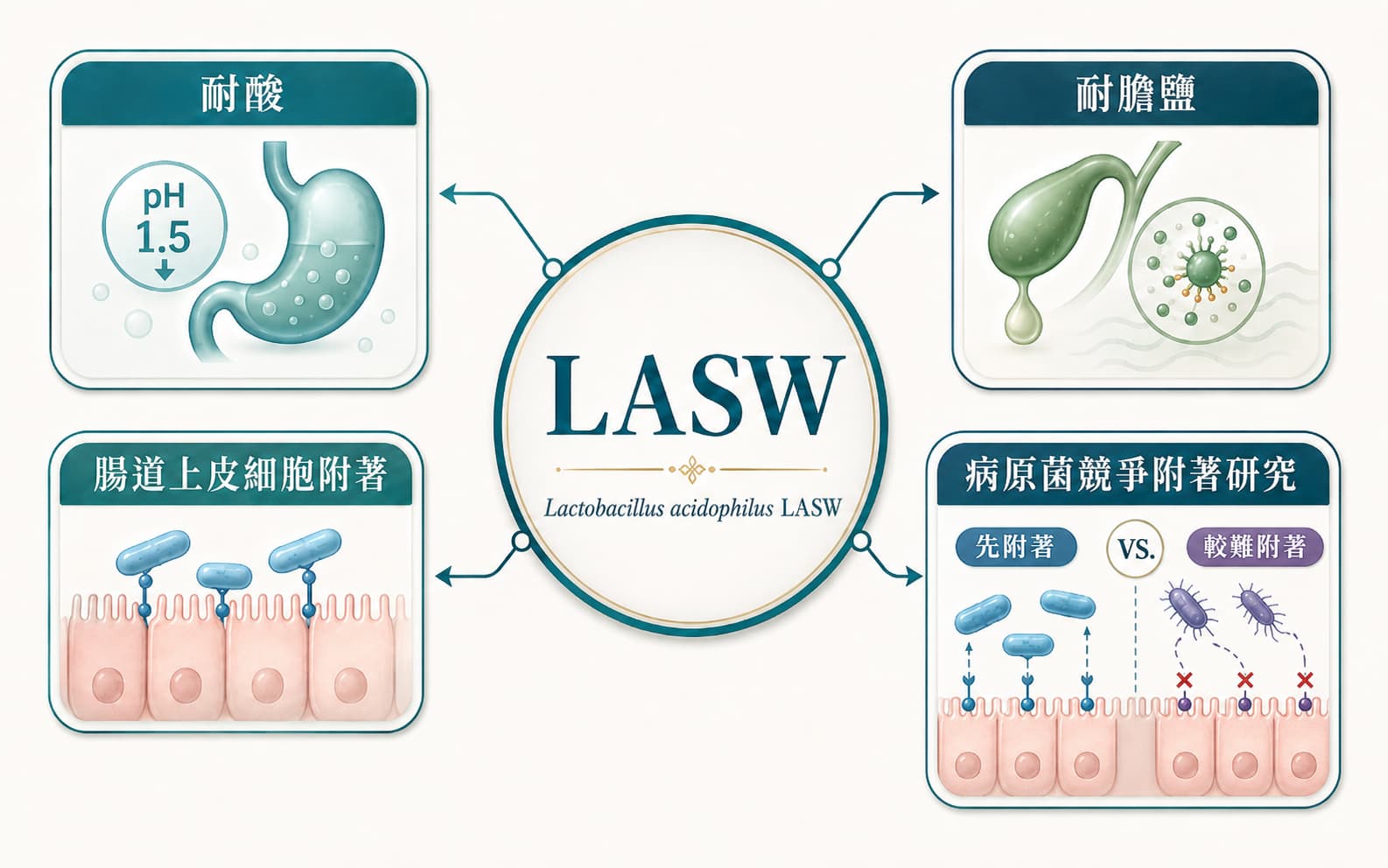 LASW 是 Lactobacillus acidophilus 的特定菌株，具耐酸、耐膽鹽與腸道附著研究脈絡