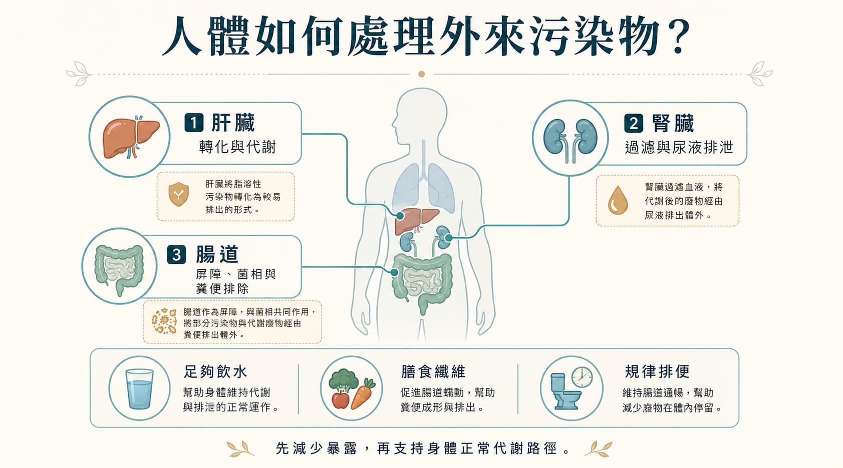 人體處理塑化劑與外來污染物的肝臟、腎臟與腸道代謝排出路徑
